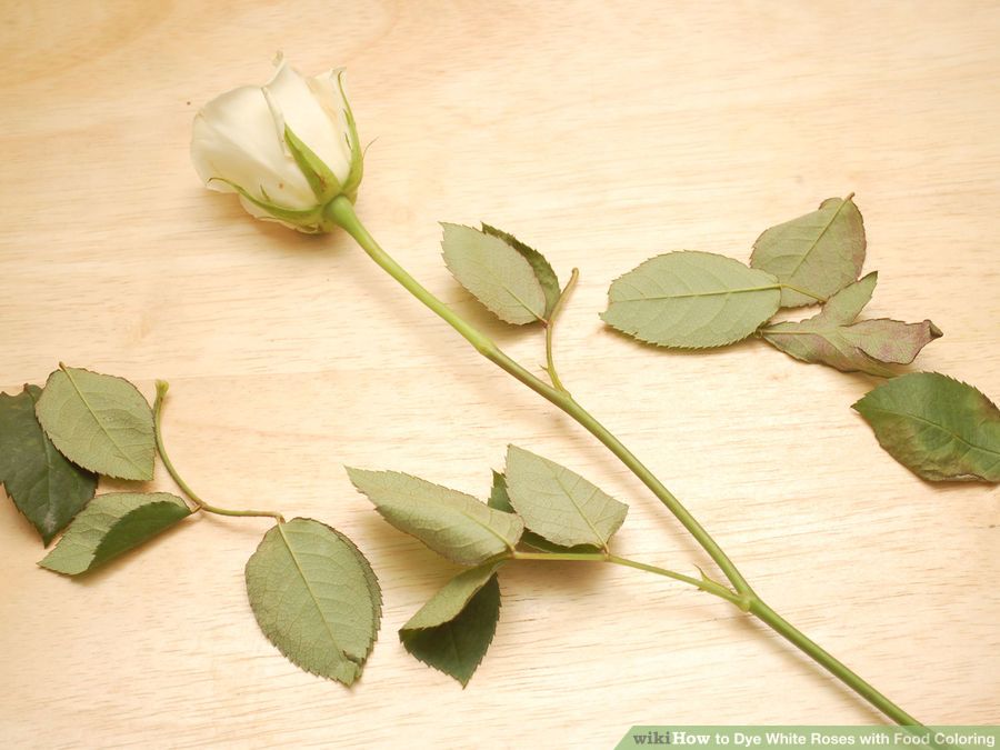 aid4310056-900px-dye-white-roses-with-food-coloring-step-4-version-2
