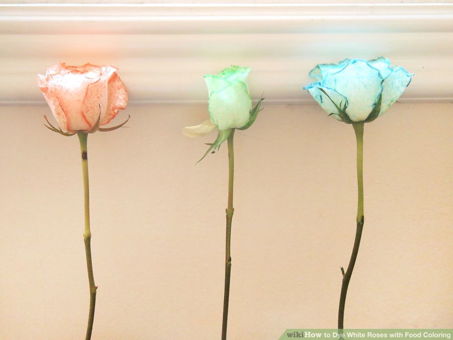 aid4310056-900px-dye-white-roses-with-food-coloring-step-7-version-2