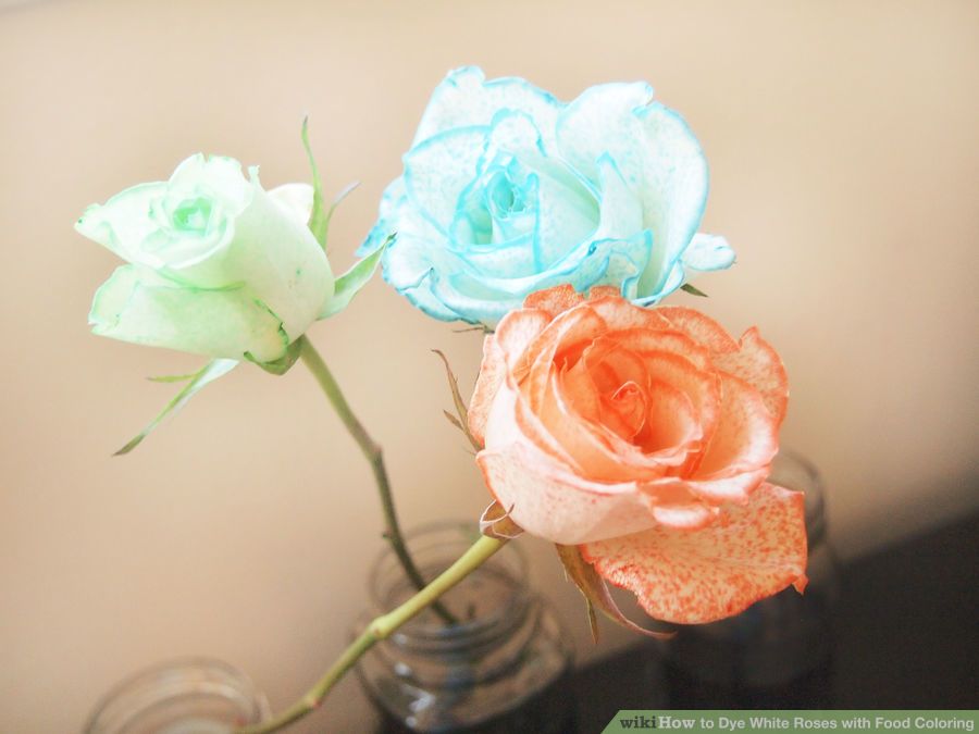 aid4310056-900px-dye-white-roses-with-food-coloring-step-8