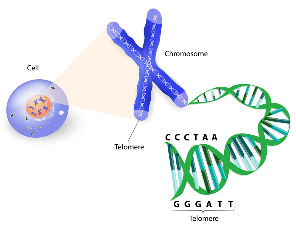 Human cell, chromosome and telomere