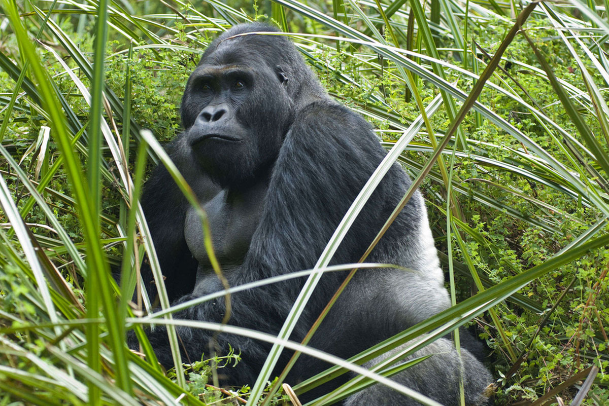eastern-lowland-gorilla