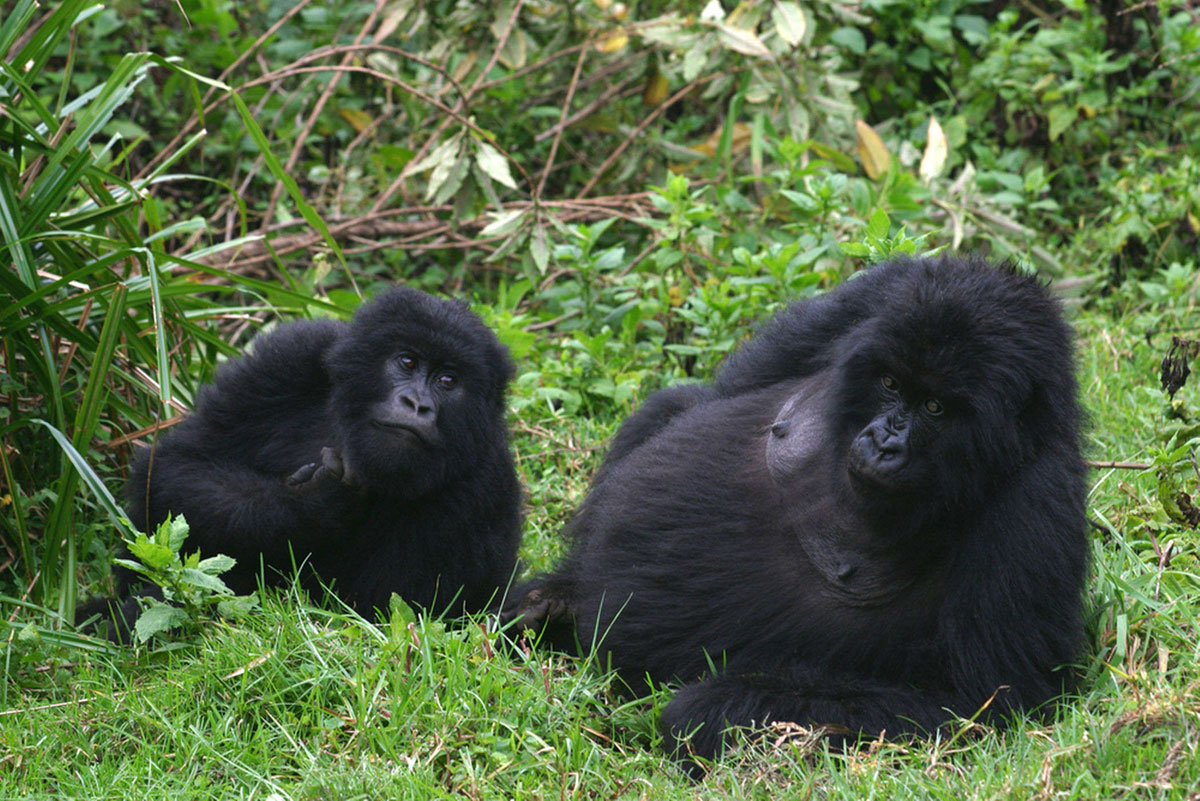 mountain-gorillas