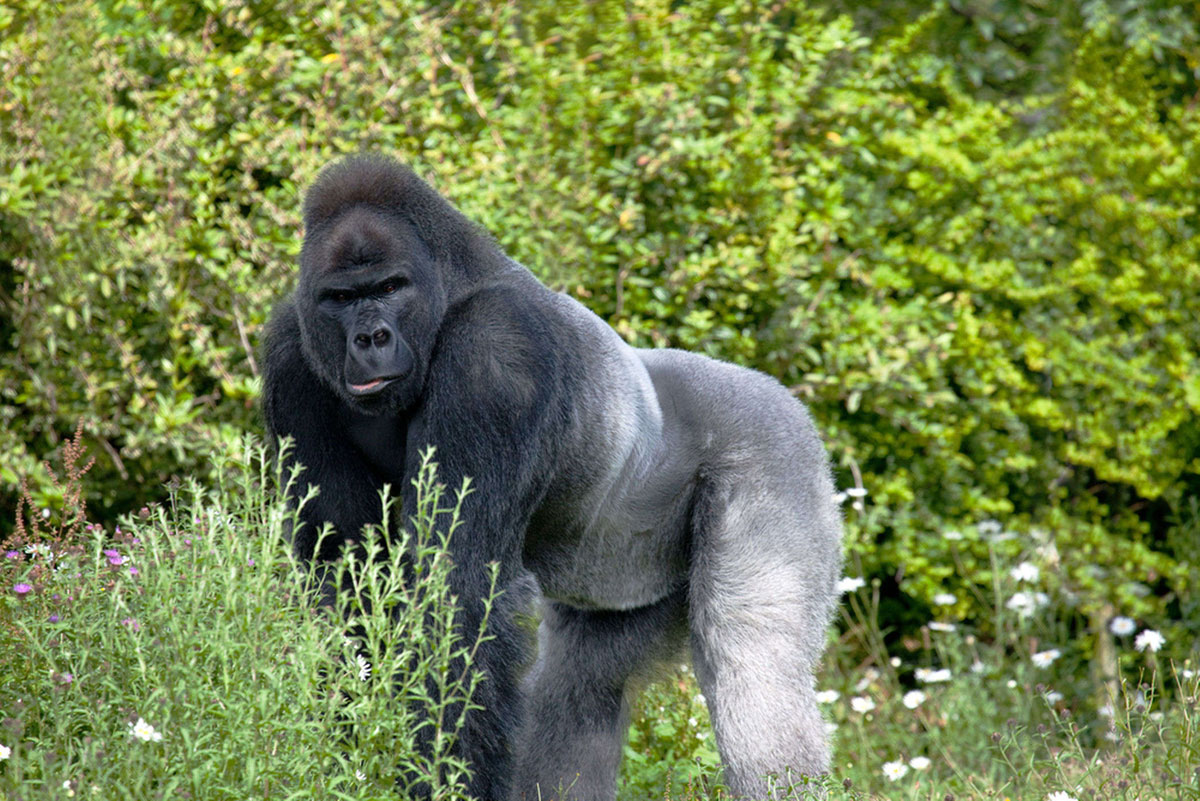 western-lowland-gorilla