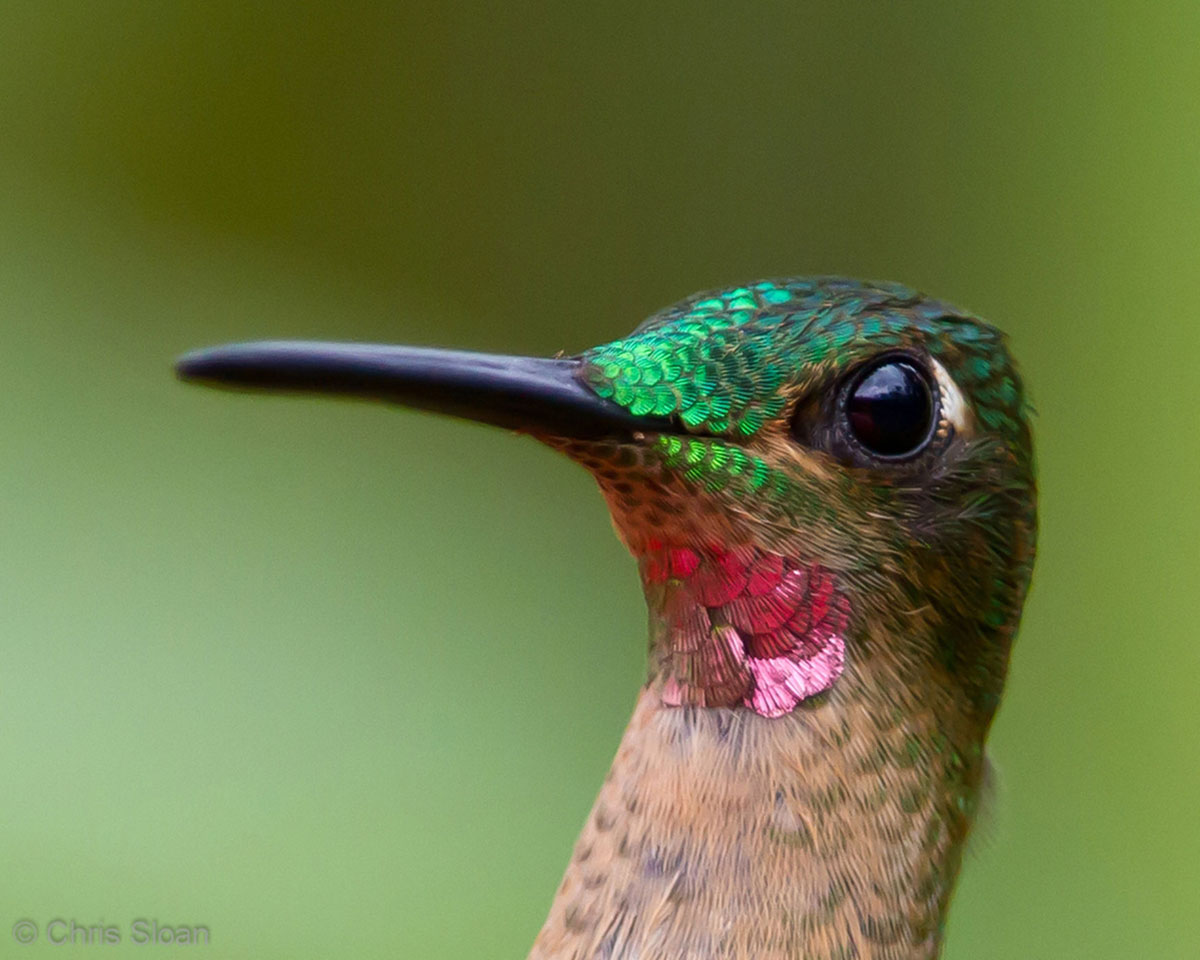 ۱۰pink-throated-brilliant