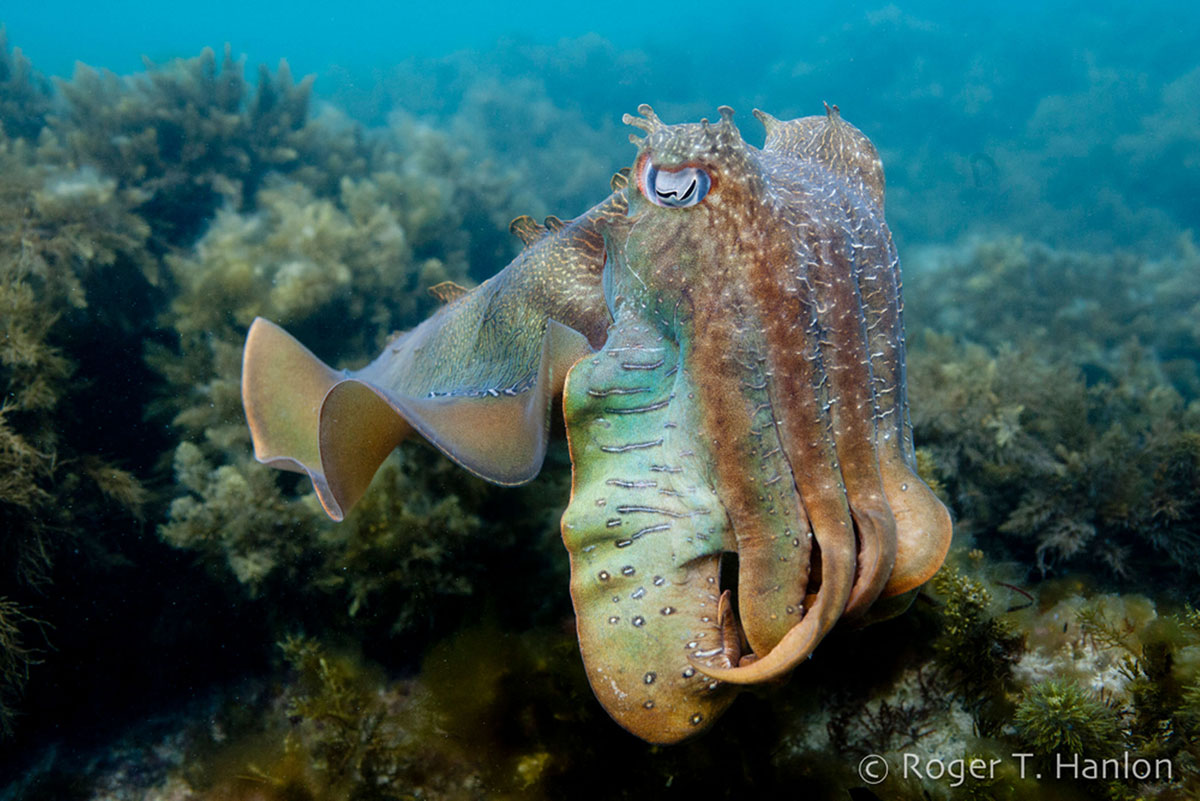 ۳giant-australian-cuttlefish