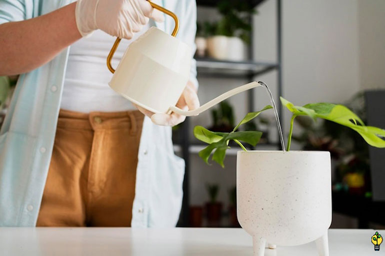 زمان مصرف کود npk برای گیاهان آپارتمانی