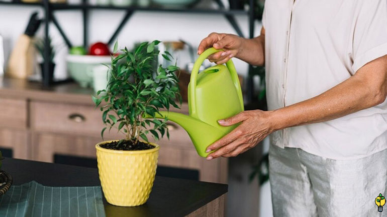 زمان مصرف کود npk برای گیاهان آپارتمانی