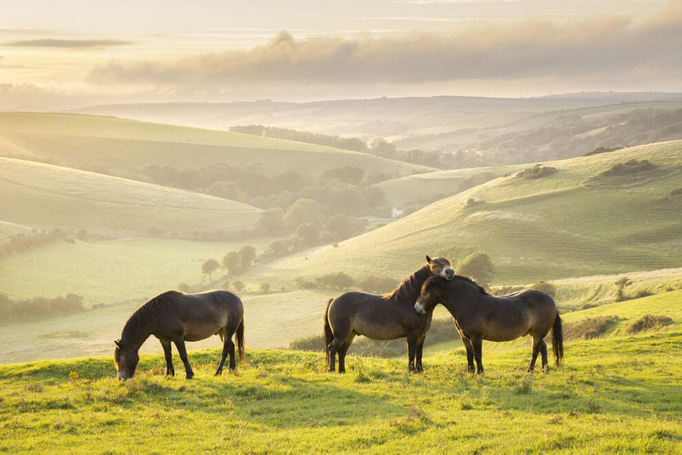 Bathed in the golden haze of a summer sunset, the critically endangered Exmoor ponies graze serenely in the Valley of Stones, their resilience a testament to the enduring spirit of nature.