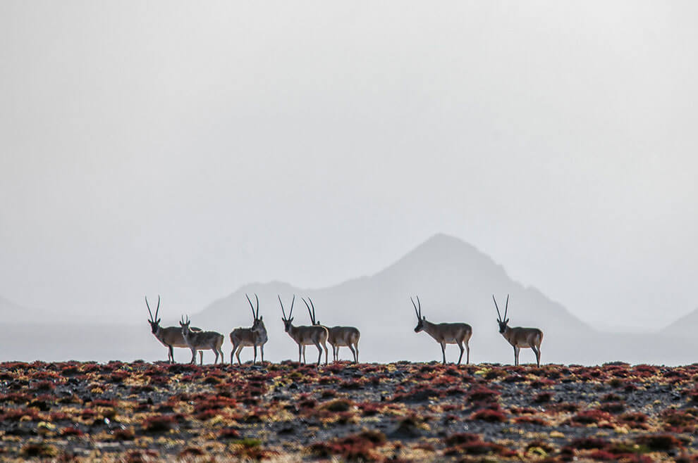 Against the backdrop of the Altun Mountains' majestic peaks, Tibetan antelopes roam the arid plains, their graceful forms etching patterns of life across the vast expanse.