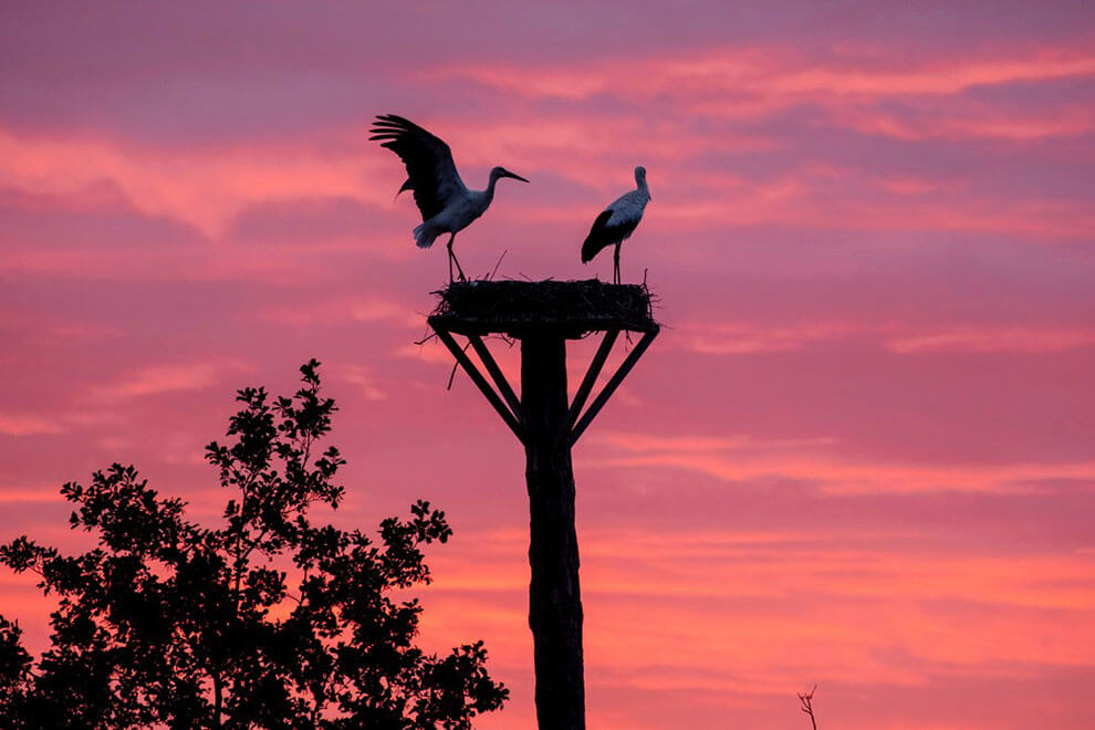 Bathed in the fiery hues of dawn, storks stand guard atop their nest, their watchful eyes and silhouettes symbolizing the enduring bond between parent and offspring.