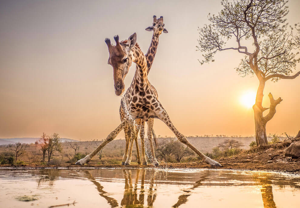 With acrobatic elegance, a giraffe contorts its long neck to quench its thirst at a South African watering hole, its graceful form a testament to the diversity of life's physical adaptations.