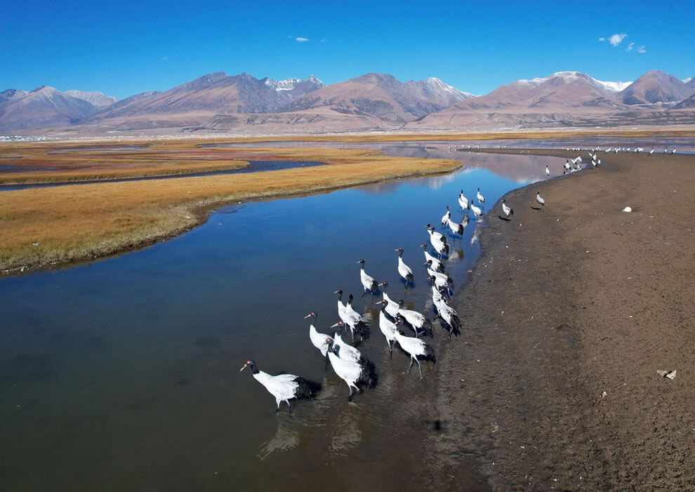From a bird's-eye view, a mesmerizing tapestry of black-necked cranes unfolds across the Tibetan highlands, their synchronized movements painting intricate patterns on the verdant canvas.