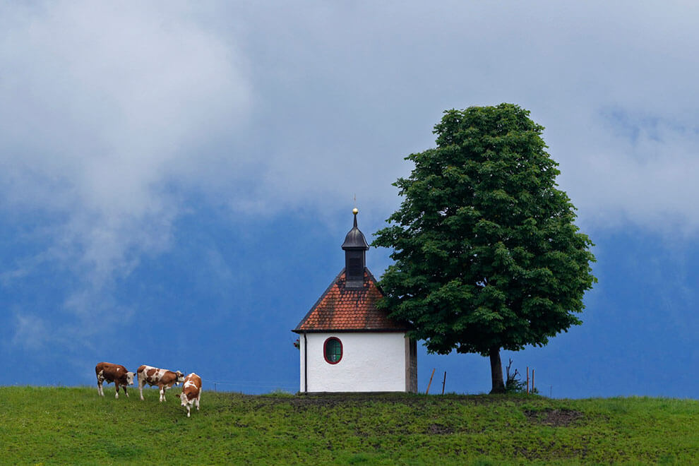 Cows graze peacefully beneath a canvas of billowing clouds, their silhouettes blending seamlessly with the rolling hills of Bavaria, a testament to the enduring presence of pastoral life.