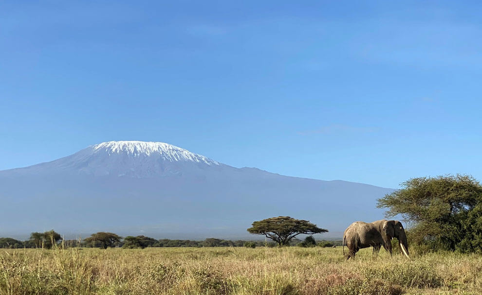 An elephant, a gentle giant, ambles through the Kimana Sanctuary, its majestic form traversing a vital wildlife corridor that connects Kenya's protected landscapes.
