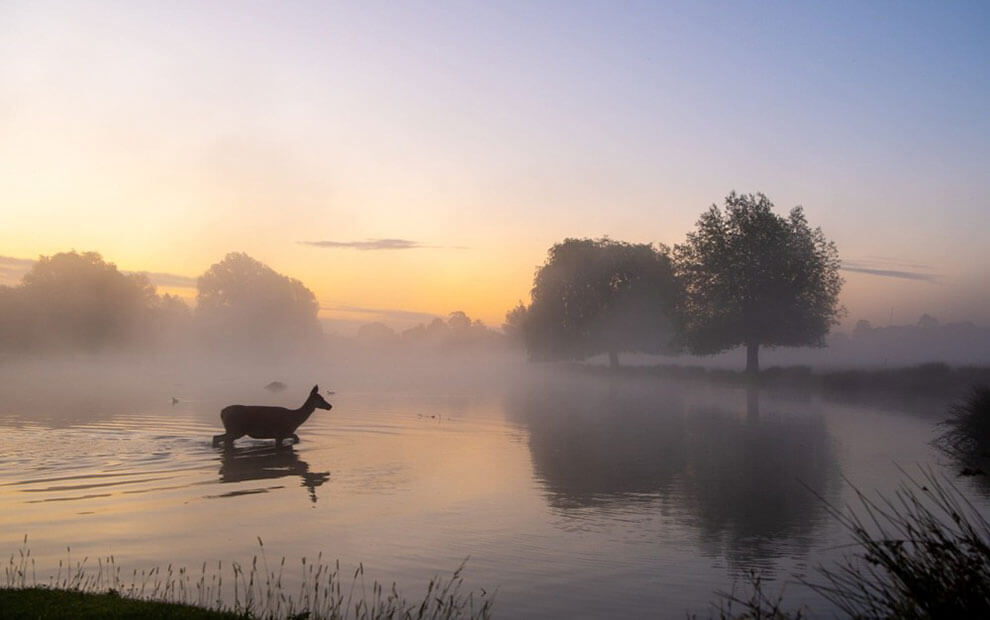 A deer, its form a fleeting brushstroke against the dawn's canvas, glides across the still waters of Bushy Park, a fleeting glimpse of nature's grace amid the urban sprawl.