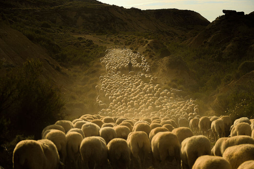 Guided by the weathered hands of Angel Mari Sanz, the last of the Roncal sheep herders, a flock winds its way through ancient Spanish pathways, a testament to the enduring traditions that bind humanity and nature.