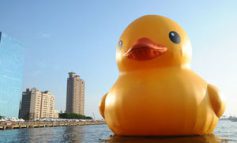 آیا اردک پلاستیکی هافمن یک فاجعه زیست محیطی را پوشش می‌دهد؟