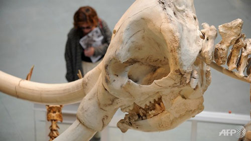 محققان به نتیجه رسیدند: ماستودون‌ها ۱۲۵هزار سال پیش زندگی می‌کردند