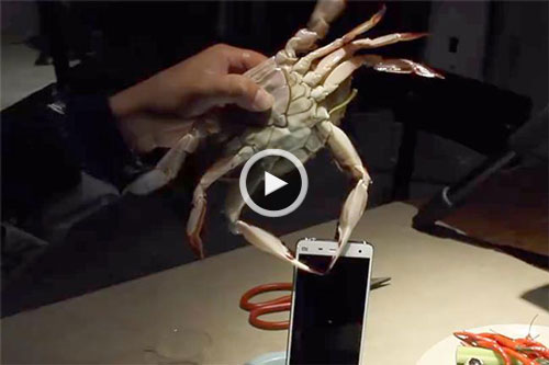 تست استحکام گوشی هوشمند با خرچنگ و شاه‌میگو! + ویدیو