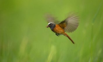 پنج توصیه حرفه‌ای برای عکاسی از پرندگان در حال پرواز