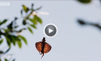 پرواز اژدهای جنگل (بخشی از Planet Earth II)