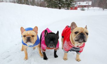 زمستان را برای سگ‌ها گرم کنید