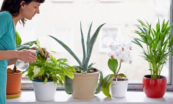 بهترین گیاهان آپارتمانی برای کاهش گرد و خاک