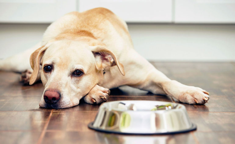 راهنمای تغذیه صحیح سگ