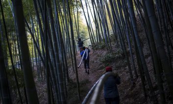 جنگل‌های سر به ‌فلک‌ کشیده بامبو در چین