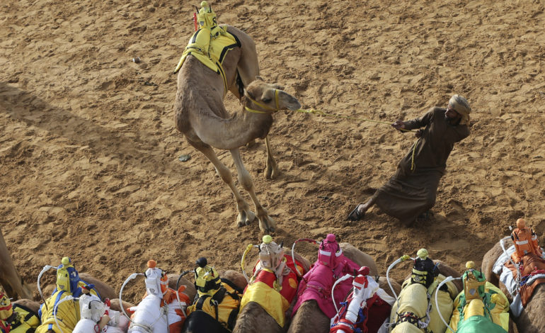 رالی پرهیجان‌ شترهای اصیل در دوبی