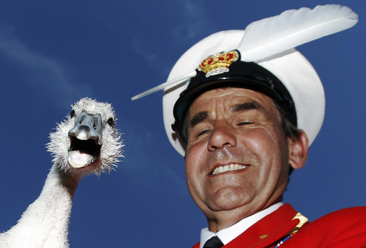 Королева барбер. Swan upping праздник. Перепись лебедей. Дэвид барбер переписчик лебедей. Swan upping (third week of July).