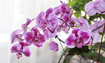 این گیاه با شکوه و گران قیمت! – قسمت اول