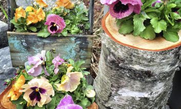 چه گیاهی برای چه گلدانی؟