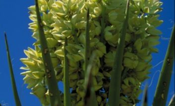چند نکته راجع به گیاه آگاو