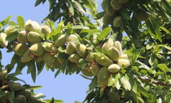 تفاوت احداث باغ تجاری و مدرن بادام با باغ سنتی و بذری چیست؟