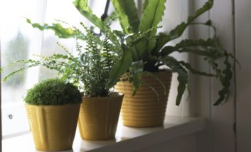 نور طبیعی برای گیاهان خانگی‌ام
