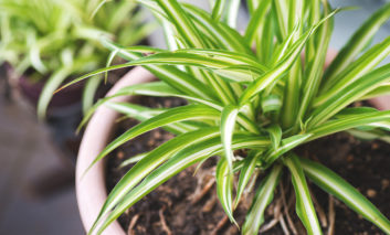 این ۱۰ گیاه، هوای خانه‌تان را تصفیه و سم‌زدایی می‌کنند!