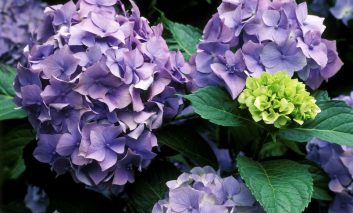 بهترین گل‌ها برای افراد مبتلا به آلرژی