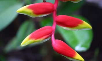 یک گیاه گلدار عجیب از هاوایی