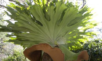 سرخس شاخ گوزنی