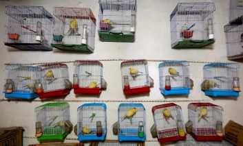 بازار داغ پرنده‌فروشی در افغانستان