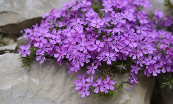 گل‌های زود هنگام بهاره، برای بیدار کردن باغچه‌تان