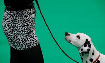 کرافتز ۲۰۱۸؛ مسابقه سگ‌ها و تلاش برای بردن جایزه "بهترین‌ سگ سال"