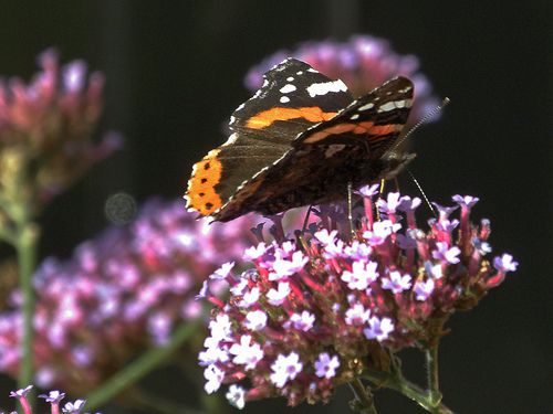 ۱۰ گیاه یکساله برای جذب پروانه‌ها به باغچه یا بالکن!