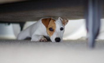 ۱۰ ترس رایج در سگ‌ها