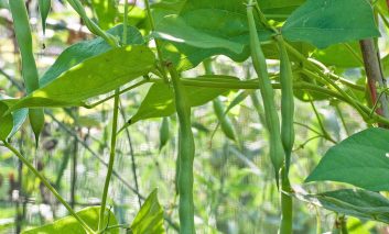 چه طور لوبیا سبز پرورش دهیم؟