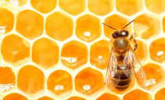 شباهت کلونی زنبور عسل با سازوکار تصمیم‌گیری انسان