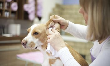 چه طور گوش‌های سگ‌مان را تمیز کنیم؟