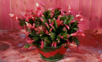 بهترین کاکتوس‌ها برای پرورش در داخل خانه