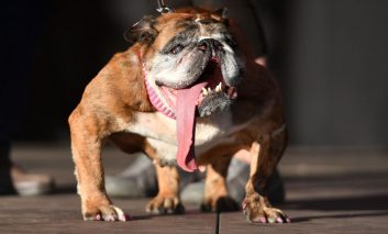 مسابقه زشت ترین سگ‌های دنیا!